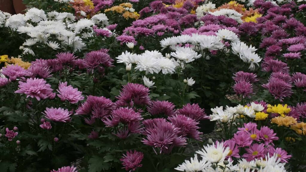 Fall Mums